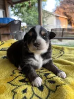 April, a female Australian Shepherd for sale in Orangeburg, SC – Photo 3 of 4