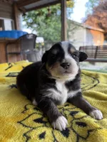 April, a female Australian Shepherd for sale in Orangeburg, SC – Photo 2 of 4