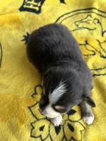 April, a female Australian Shepherd for sale in Orangeburg, SC – Photo 4 of 4