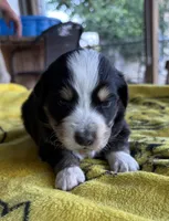 Hunter, a male Australian Shepherd for sale in Orangeburg, SC – Photo 2 of 3