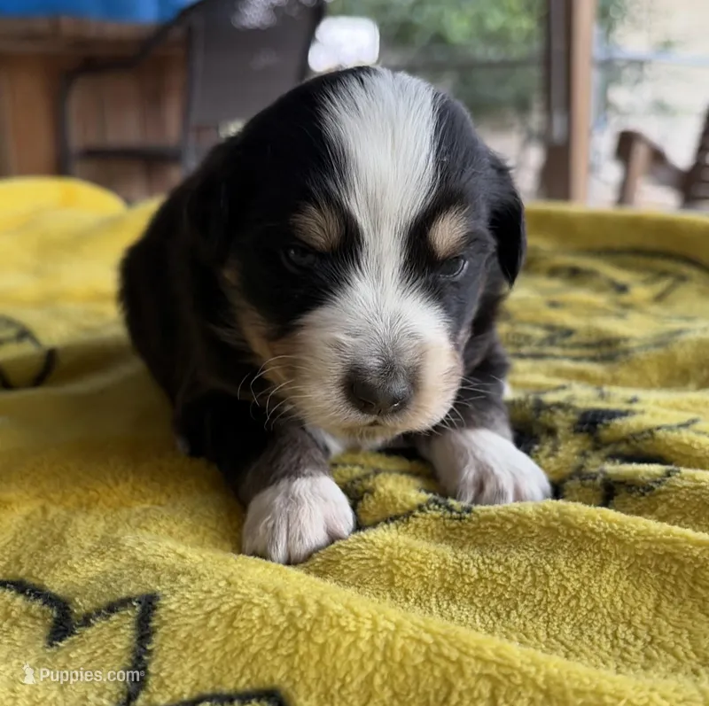 Hunter – Australian Shepherd puppy for sale in Orangeburg, SC