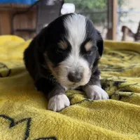 Hunter, a male Australian Shepherd for sale in Orangeburg, SC – Photo 1 of 3