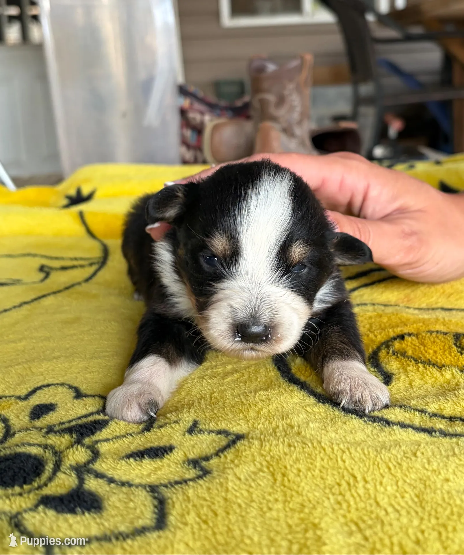 Peep, a male Australian Shepherd for sale in Orangeburg, SC – Photo 1 of 4