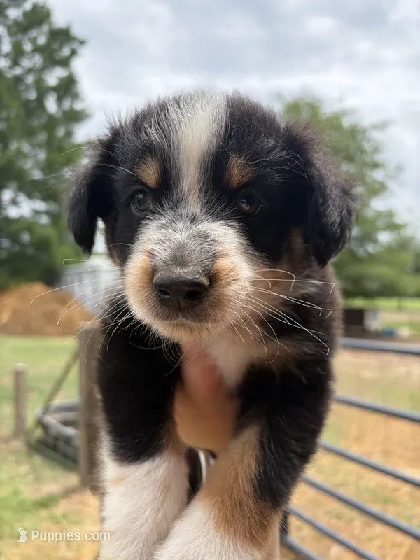 Peep – Australian Shepherd puppy for sale in Orangeburg, SC