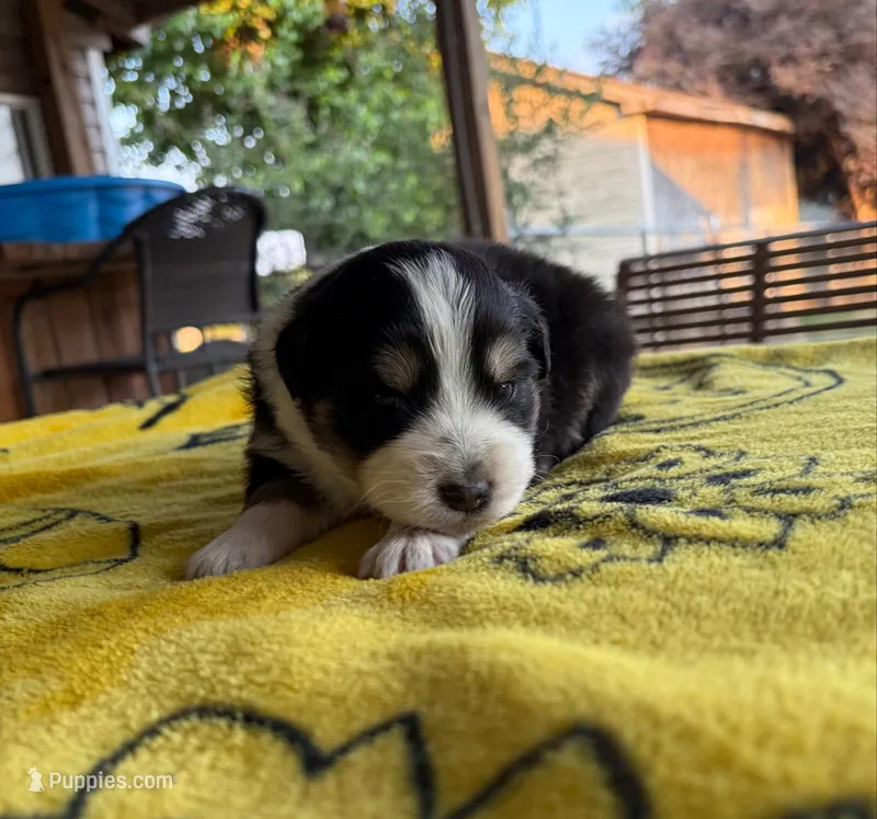 Cherry – Australian Shepherd puppy for sale in Orangeburg, SC