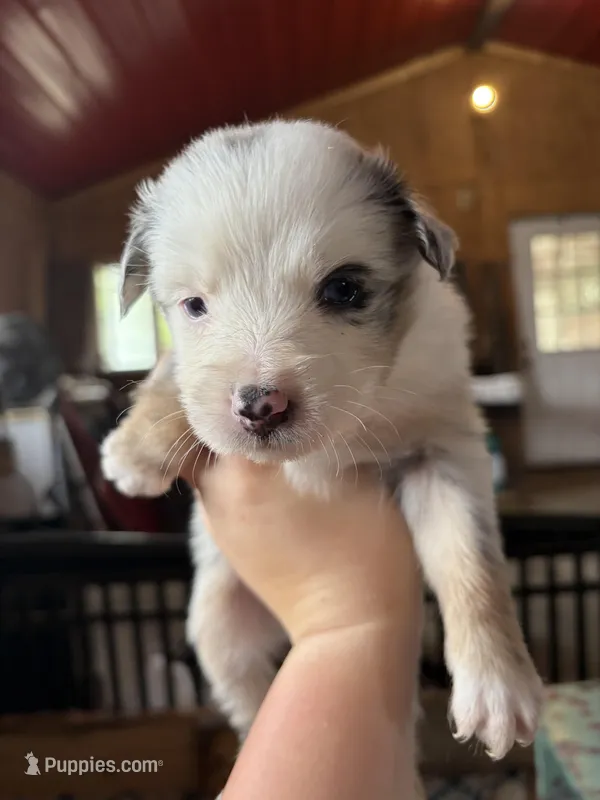 Lily – Australian Shepherd puppy for sale in Orangeburg, SC