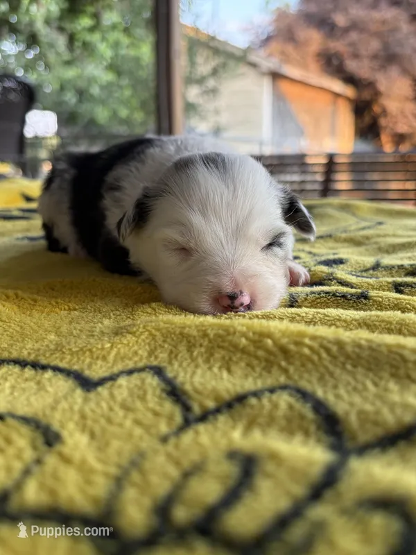 Lily – Australian Shepherd puppy for sale in Orangeburg, SC