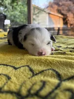 Lily, a female Australian Shepherd for sale in Orangeburg, SC – Photo 1 of 4