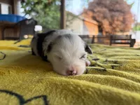 Lily, a female Australian Shepherd for sale in Orangeburg, SC – Photo 2 of 4