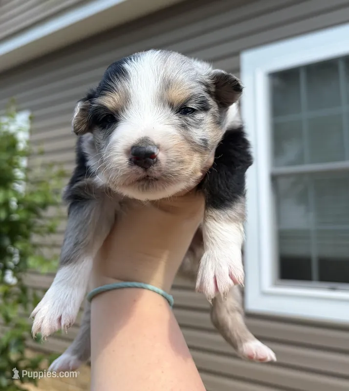 Jellybean – Australian Shepherd puppy for sale in Orangeburg, SC