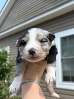 Jellybean, a female Australian Shepherd for sale in Orangeburg, SC – Photo 3 of 5