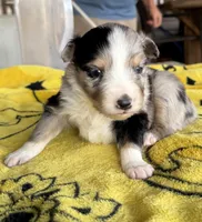Jellybean, a female Australian Shepherd for sale in Orangeburg, SC – Photo 2 of 5