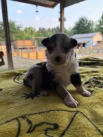Jellybean, a female Australian Shepherd for sale in Orangeburg, SC – Photo 4 of 5