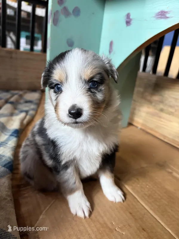 Jellybean – Australian Shepherd puppy for sale in Orangeburg, SC