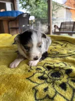 Jellybean, a female Australian Shepherd for sale in Orangeburg, SC – Photo 5 of 5