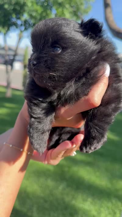 Midnight , a male Pomeranian for sale in Sacramento, CA – 4 of 5