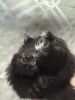 Midnight , a male Pomeranian for sale in Sacramento, CA – 2 of 5