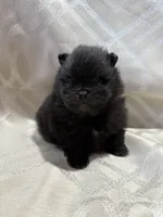 Midnight , a male Pomeranian for sale in Sacramento, CA – 1 of 5