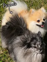 Midnight , a male Pomeranian for sale in Sacramento, CA – 5 of 5