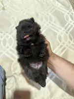 Midnight , a male Pomeranian for sale in Sacramento, CA – 3 of 5