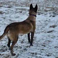 AKC Malinois, a female Belgian Malinois for sale in Alexandria, IN – Photo 2 of 7