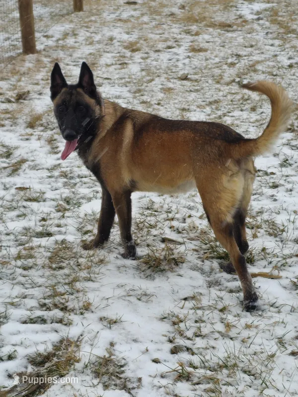 AKC Malinois
