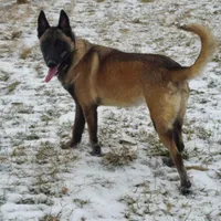AKC Malinois, a female Belgian Malinois for sale in Alexandria, IN – Photo 5 of 7