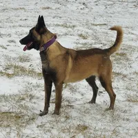 AKC Malinois, a female Belgian Malinois for sale in Alexandria, IN – Photo 6 of 7