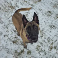 AKC Malinois, a female Belgian Malinois for sale in Alexandria, IN – Photo 3 of 7