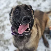 AKC Malinois, a female Belgian Malinois for sale in Alexandria, IN – Photo 4 of 7