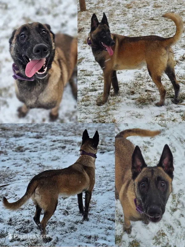AKC Malinois – Belgian Malinois puppy for sale in Alexandria, IN