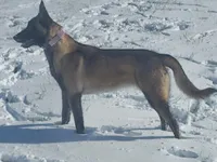 AKC Malinois, a female Belgian Malinois for sale in Alexandria, IN – Photo 7 of 7
