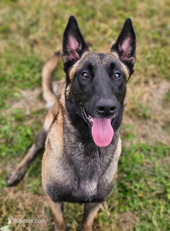 AKC Malinois