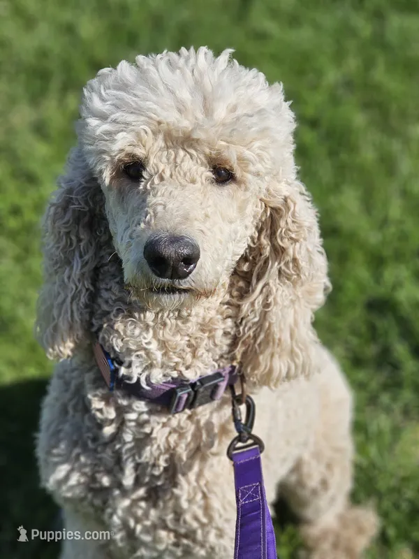 Ruth Anne – Poodle - Standard  puppy for sale in Alexandria, IN