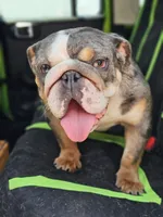 Midge, a female English Bulldog for sale in Alexandria, IN – 8 of 9