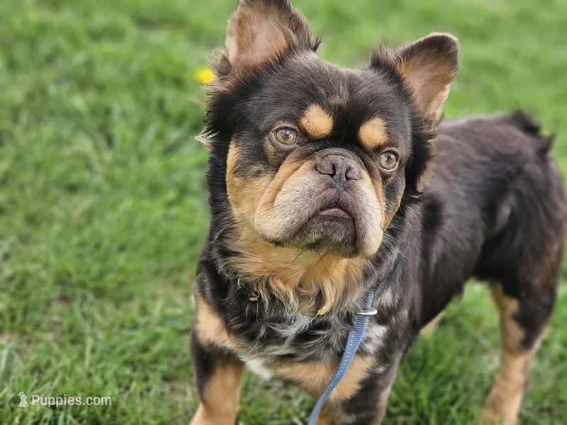 Mr. T – French Bulldog puppy for sale in Alexandria, IN