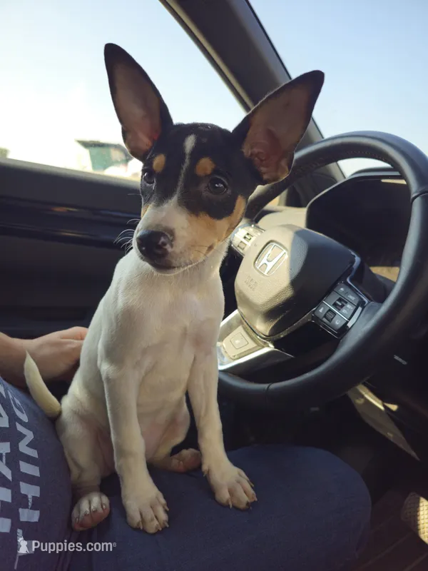 Tilda – Rat Terrier puppy for sale in Alexandria, IN