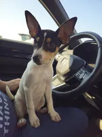 Tilda, a female Rat Terrier for sale in Alexandria, IN – 1 of 6