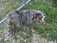 Midge, a female English Bulldog for sale in Alexandria, IN – 5 of 9