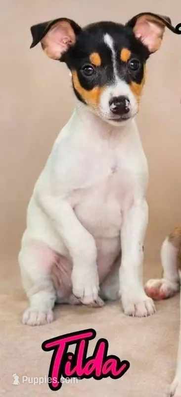 Tilda – Rat Terrier puppy for sale in Alexandria, IN