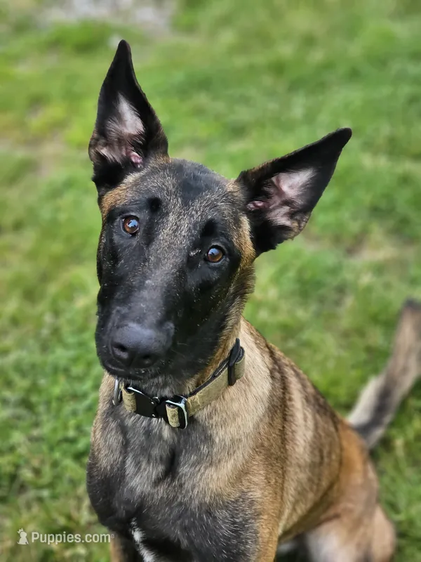 AKC Karma – Belgian Malinois puppy for sale in Alexandria, IN