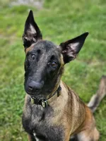 AKC Karma, a female Belgian Malinois for sale in Alexandria, IN – 1 of 8