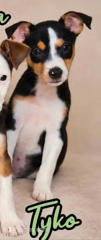 Tyko – Rat Terrier puppy for sale in Alexandria, IN