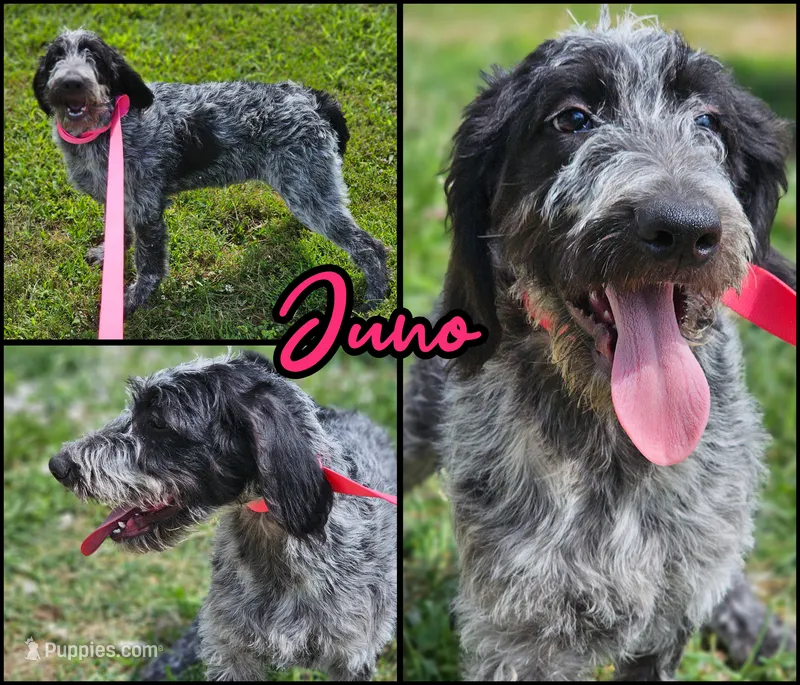 Juno – German Shorthaired Pointer, Poodle - Standard  puppy for sale in Alexandria, IN