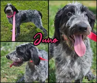 Juno, a female German Shorthaired Pointer and Poodle - Standard  for sale in Alexandria, IN – 1 of 1