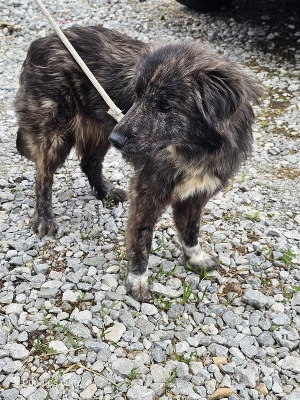 Clover  – Great Pyrenees, Labrador Retriever puppy for sale in Alexandria, IN