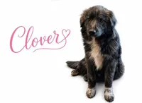 Clover , a female Great Pyrenees and Labrador Retriever for sale in Alexandria, IN – Photo 2 of 2