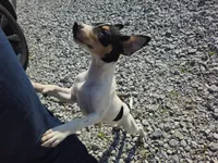 Tilda, a female Rat Terrier for sale in Alexandria, IN – 4 of 6