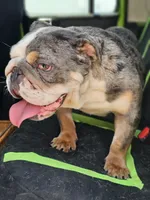 Midge, a female English Bulldog for sale in Alexandria, IN – 7 of 9