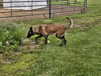 AKC Karma, a female Belgian Malinois for sale in Alexandria, IN – 5 of 8